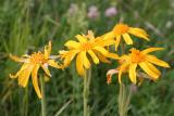 arnica  montana