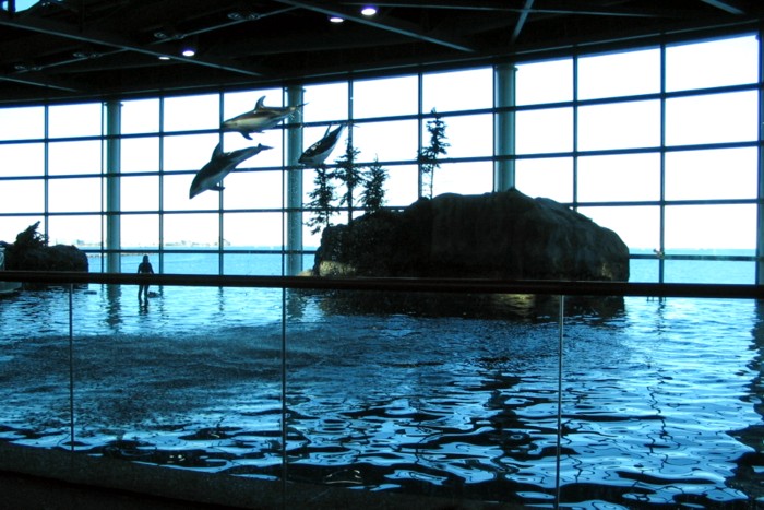 dolphin show3.JPG