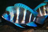 Cyphotilapia frontosa Tansanite