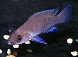 Neolamprologus leleupi Midnight Blue