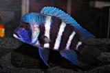 Cyphotilapia frontosa Lightning Blue Ikola