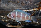 Cyphotilapia frontosa Blue Zaire