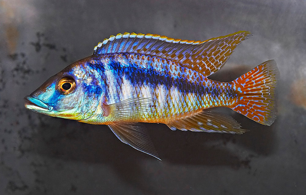 Mylochromis lateristriga Mchuse