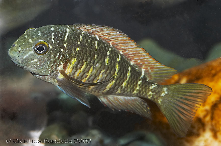 Tropheus moorii Murago