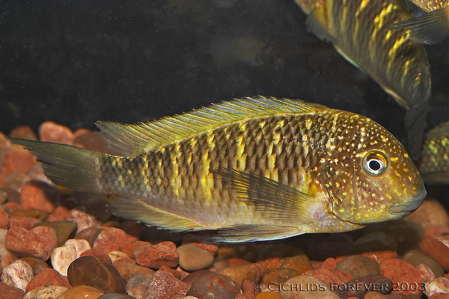 Tropheus moorii Murago Yellow