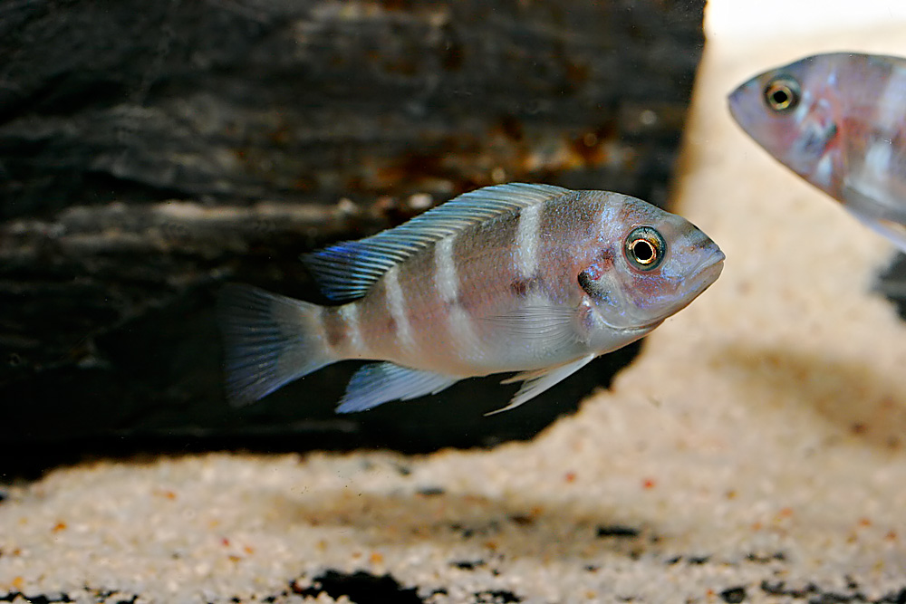 Cyphotilapia frontosa Blue Zaire