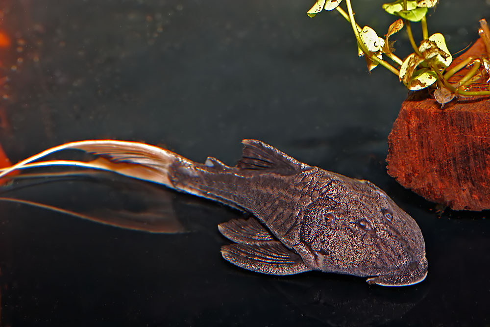 Pleco Ojo Chico panaque