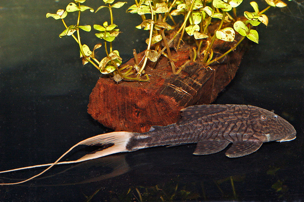 Pleco Ojo Chico panaque