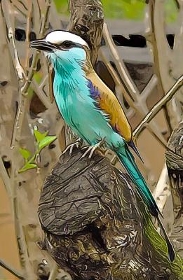 u38/pstewart/medium/24772322.roller_bird1.jpg