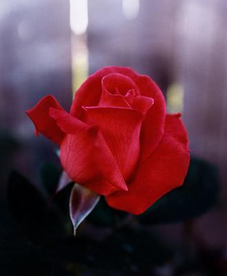 Red Rose