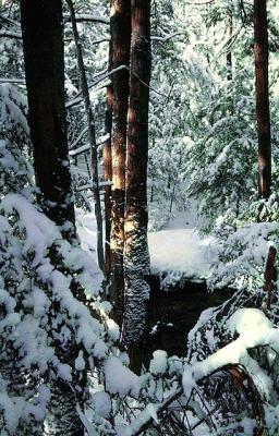 Snowy Woods