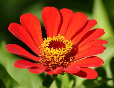 u38/pstewart/medium/31951273.zinnia.jpg