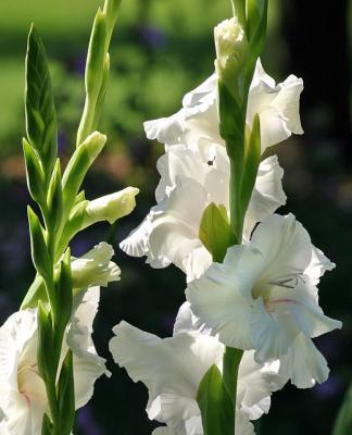 u38/pstewart/medium/31951405.gladswhite.jpg