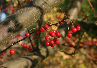 Crabapples