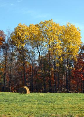 Hayfield