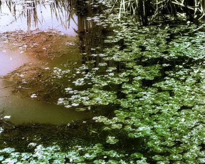 u38/pstewart/medium/40584686.lilypads.jpg