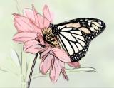 Monarch Butterfly