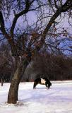 Winter Grazing