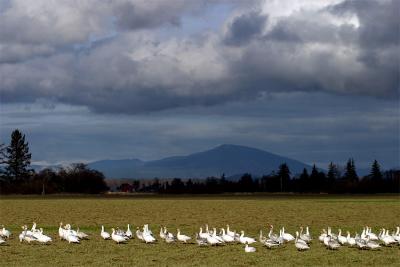 Snow Geese Row.jpg