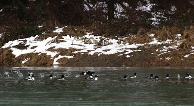 Goldeneye Ducks