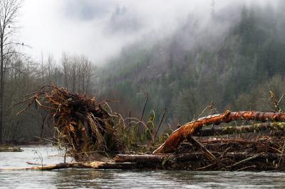 skagit river3.jpg