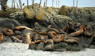 Stellar Sea Lions