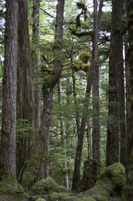 Rain Forest.jpg