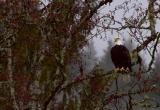 Eagle on Skagit River