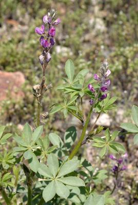 Arizona Lupine