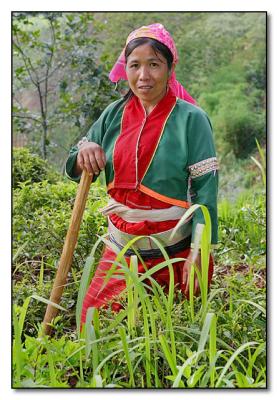 Silver Palaung Woman - in the field