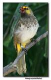 Orange-spotted Bulbul