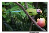 Plum-headed Parakeet