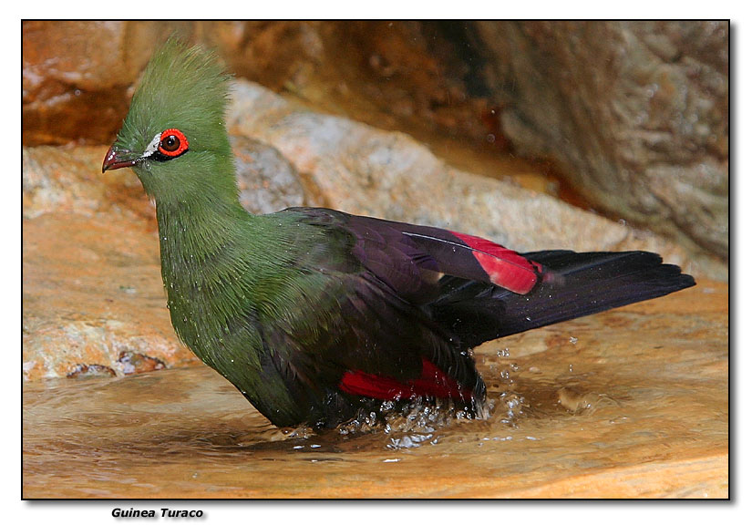 Guinea Turaco