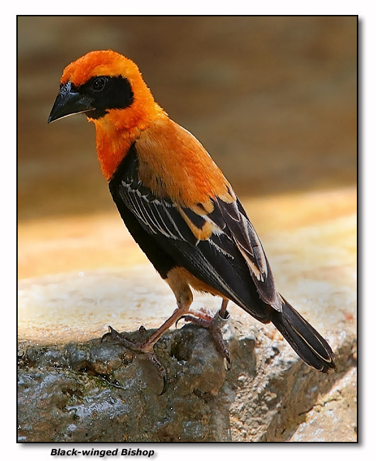 Black-winged Bishop