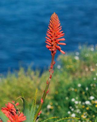 u38/rafael_enrique/medium/40241352.CRW_7939flowertallW.jpg