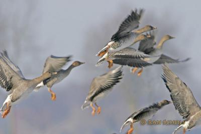 Toendrarietgans - Tundra Bean Goose