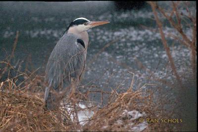 Blauwe Reiger777.jpg