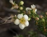 white flower