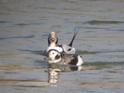 Long-tailed ducks, Glace Bay 1-04