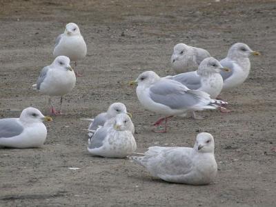 Kumlien's gulls, Glace Bay 1-04