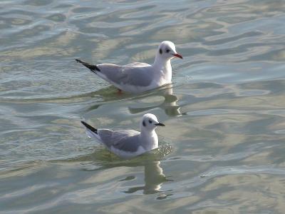 Black-headed and Bonaparte's gulls, Halifax, 11-1-04