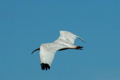 pb- Brier Ibis 2.jpg