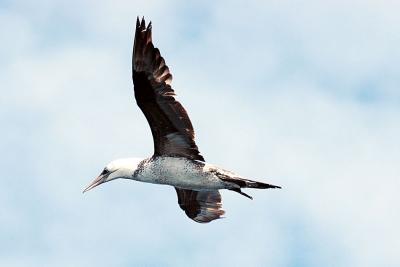 pb-Gannet Brier.jpg