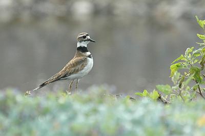 pb-Killdeer Brier.jpg