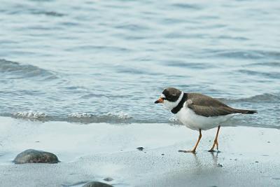 pb-semi plover Brier.jpg