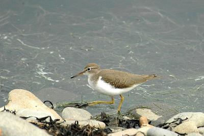 pb-Spotted Sand Brier.jpg