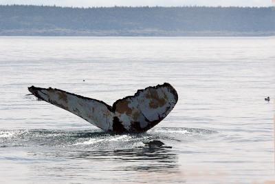 pb-Humpback 1.jpg