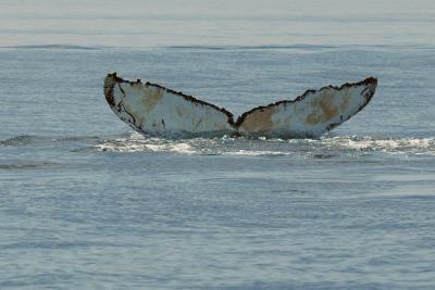 pb-Humpback 2.jpg