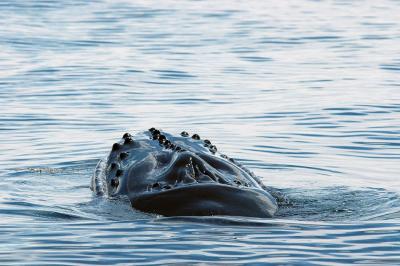 pb-Humpback head.jpg