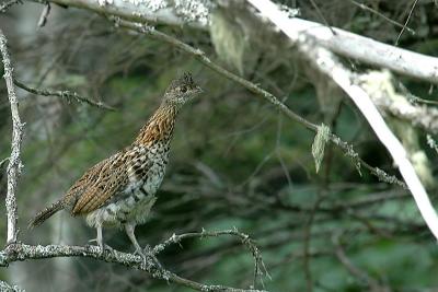 pb-Grouse chick.jpg